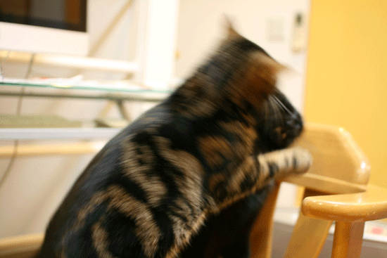 c0011300_14080643.gif