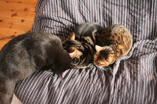 c0011300_14082214.gif