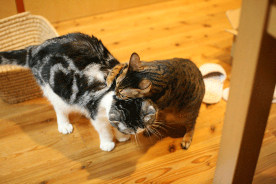 c0011300_14083380.gif
