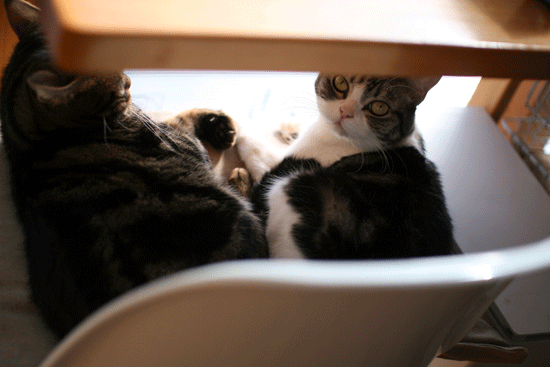 c0011300_14083624.gif