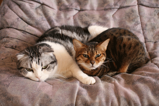 c0011300_14085149.gif