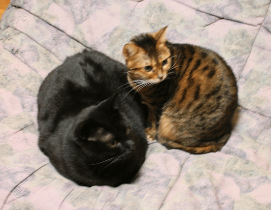 c0011300_14085802.gif