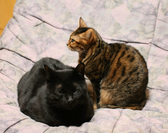 c0011300_14085856.gif