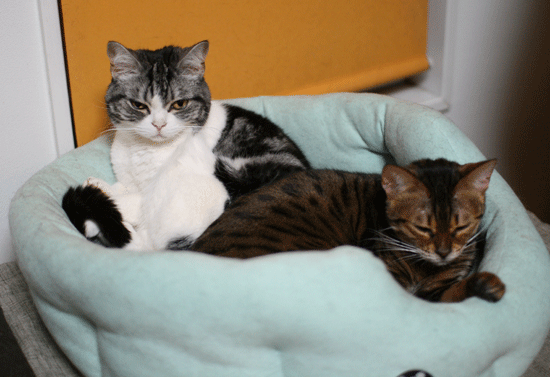 c0011300_14090166.gif