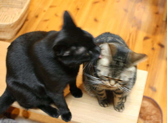 c0011300_14090602.gif