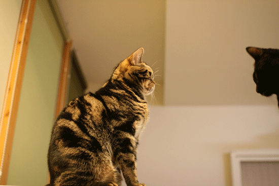 c0011300_14091903.gif