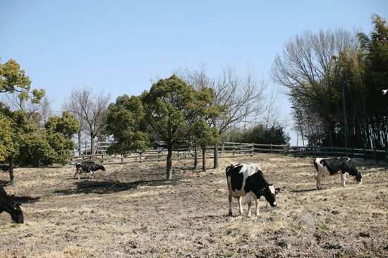 c0011300_14093129.gif