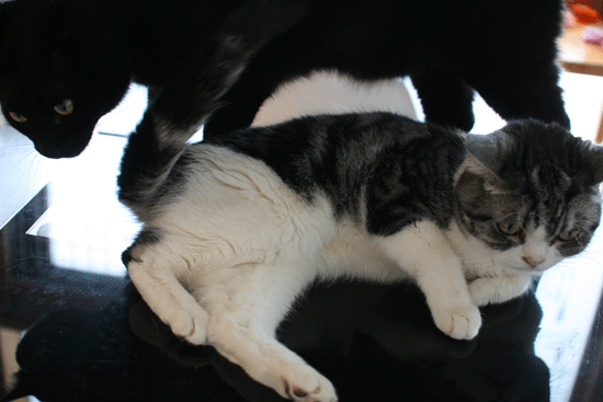 c0011300_14095222.gif