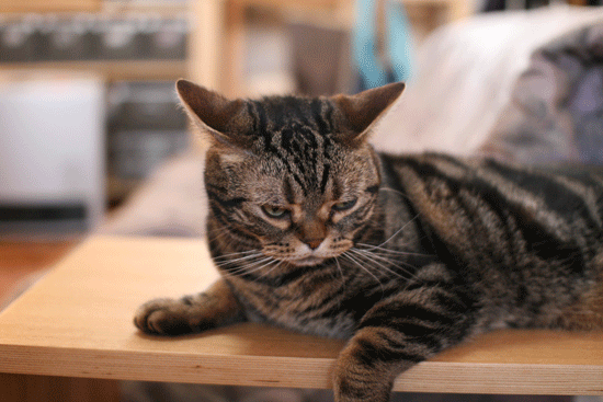 c0011300_14102068.gif