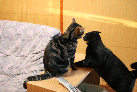 c0011300_14102325.gif