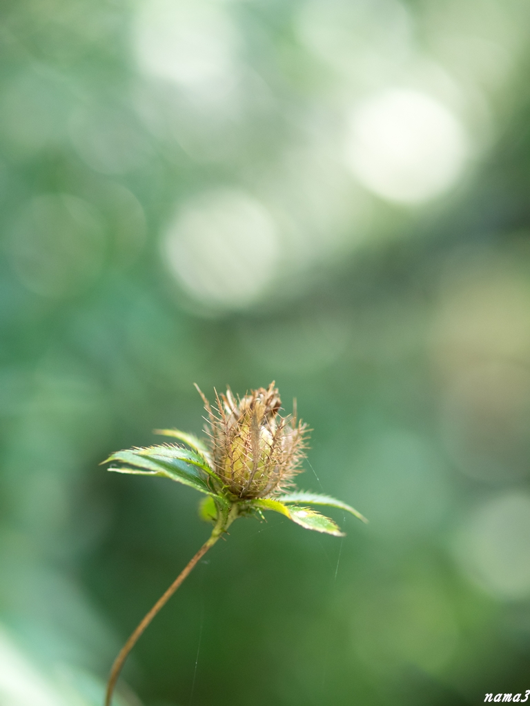 久しぶりの赤塚植物園_f0224100_22075302.jpg