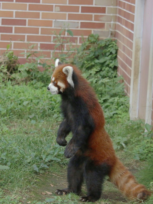 初訪問！東武動物公園_a0306502_4104755.jpg