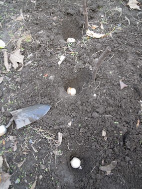 バルブイユと庭仕事 le jardinage avec Barbouille_e0206902_459588.jpg