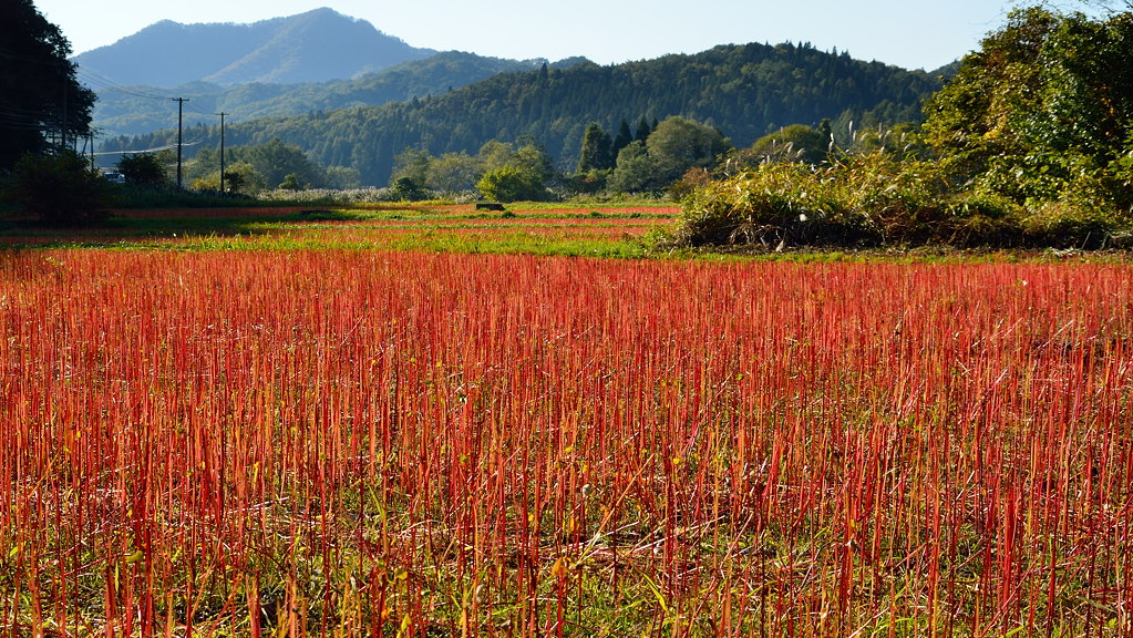 蕎麦茎の紅葉？_e0268304_16551293.jpg