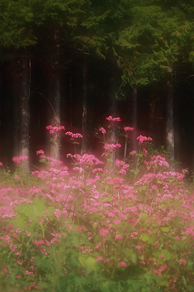 お蕎麦の花はなぜ赤い？_d0113707_23484034.jpg