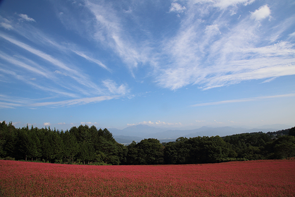 お蕎麦の花はなぜ赤い？_d0113707_234913100.jpg