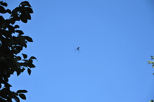 a0278809_145552100.gif