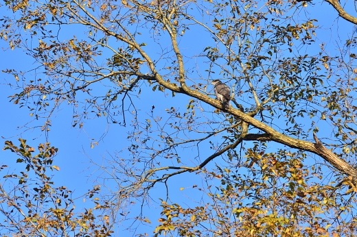 e0062415_18265942.jpg