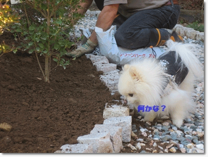 b0167519_1121087.gif