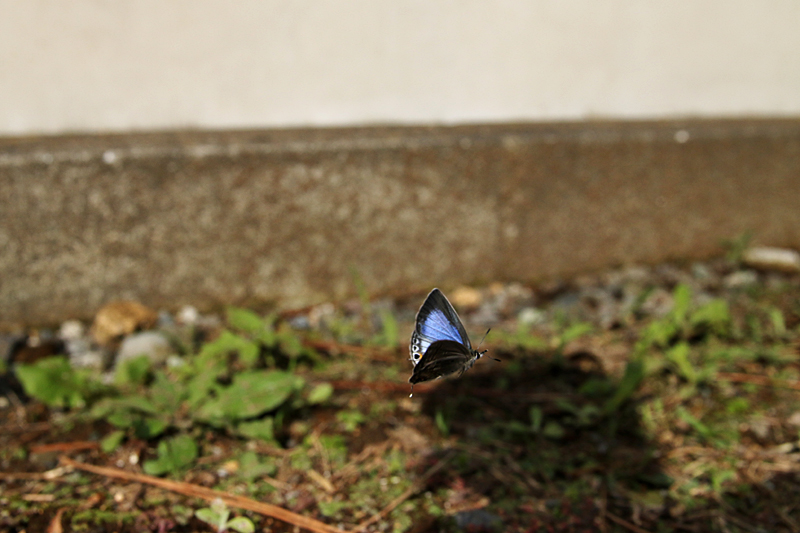 ２０１４年１０月中旬　神奈川県　クロマダラソテツシジミ_d0054625_8522930.jpg