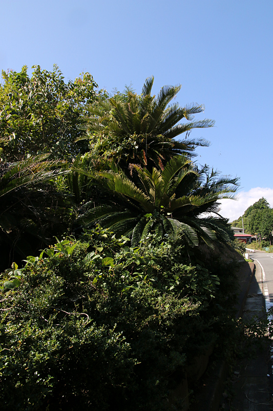 d0054625_935910.jpg