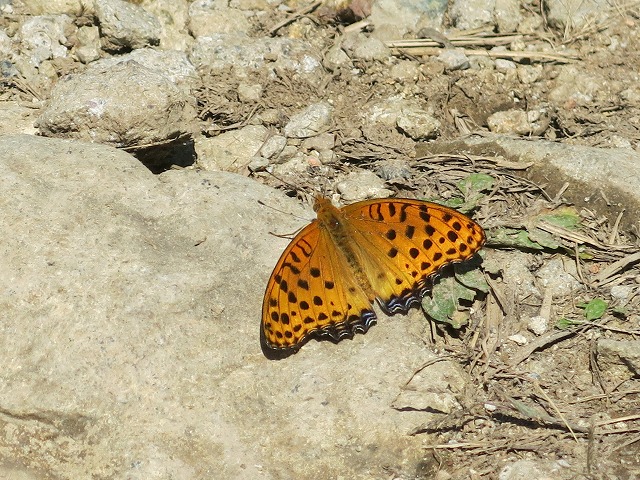 f0177529_2251076.jpg