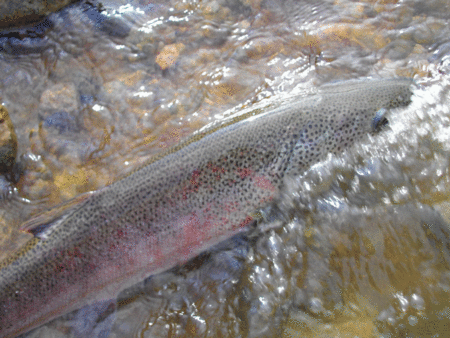 e0242439_17144997.gif