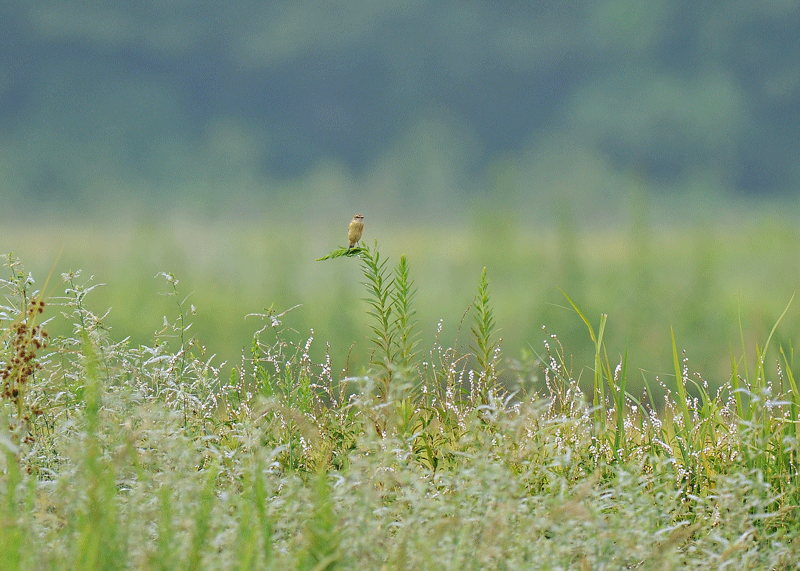 d0290240_08160123.gif
