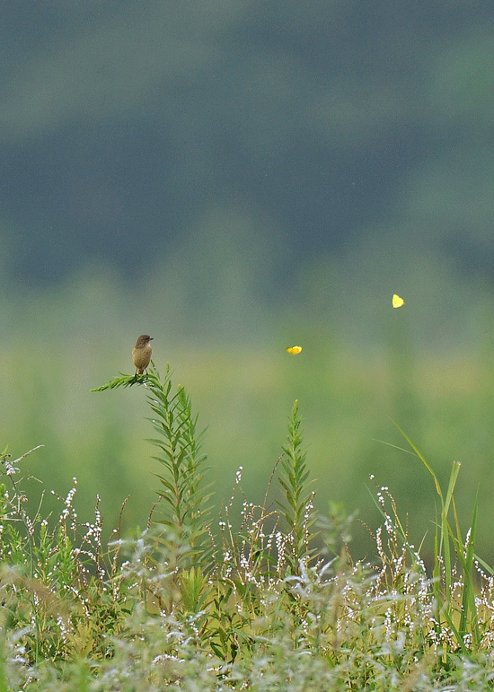 d0290240_08161419.gif