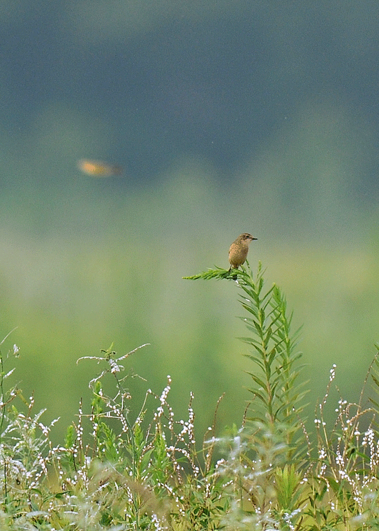d0290240_08163568.gif