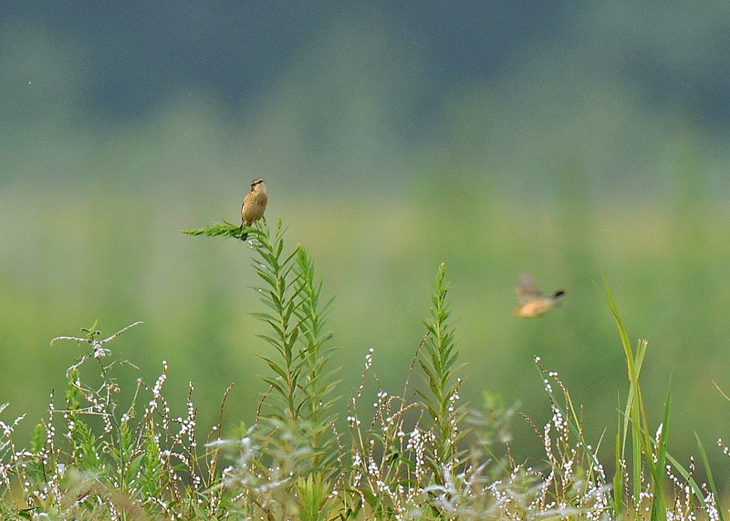 d0290240_08171644.gif