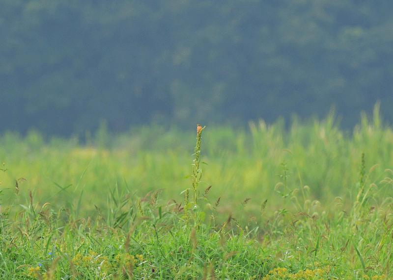 d0290240_08173518.gif