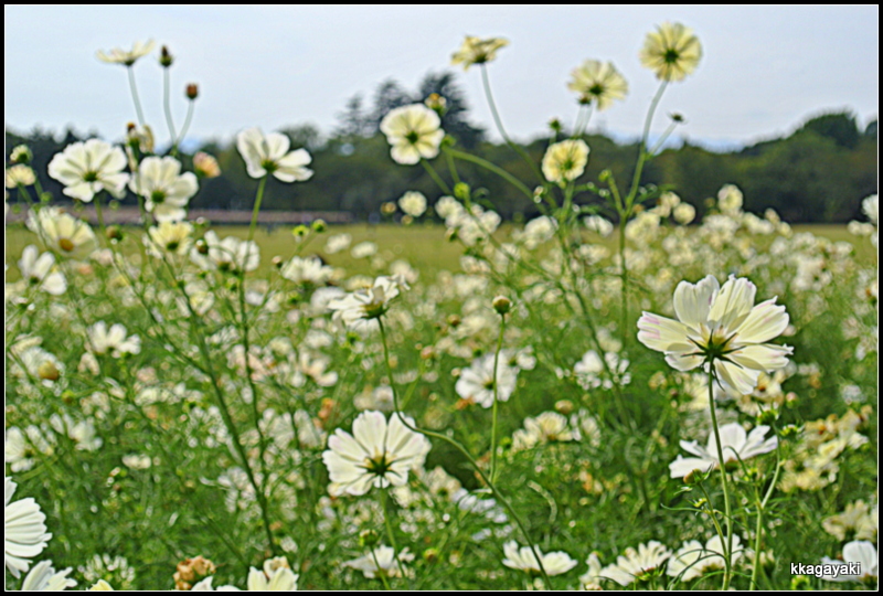 コスモスの花　私の中では終わりです_e0206242_178242.jpg