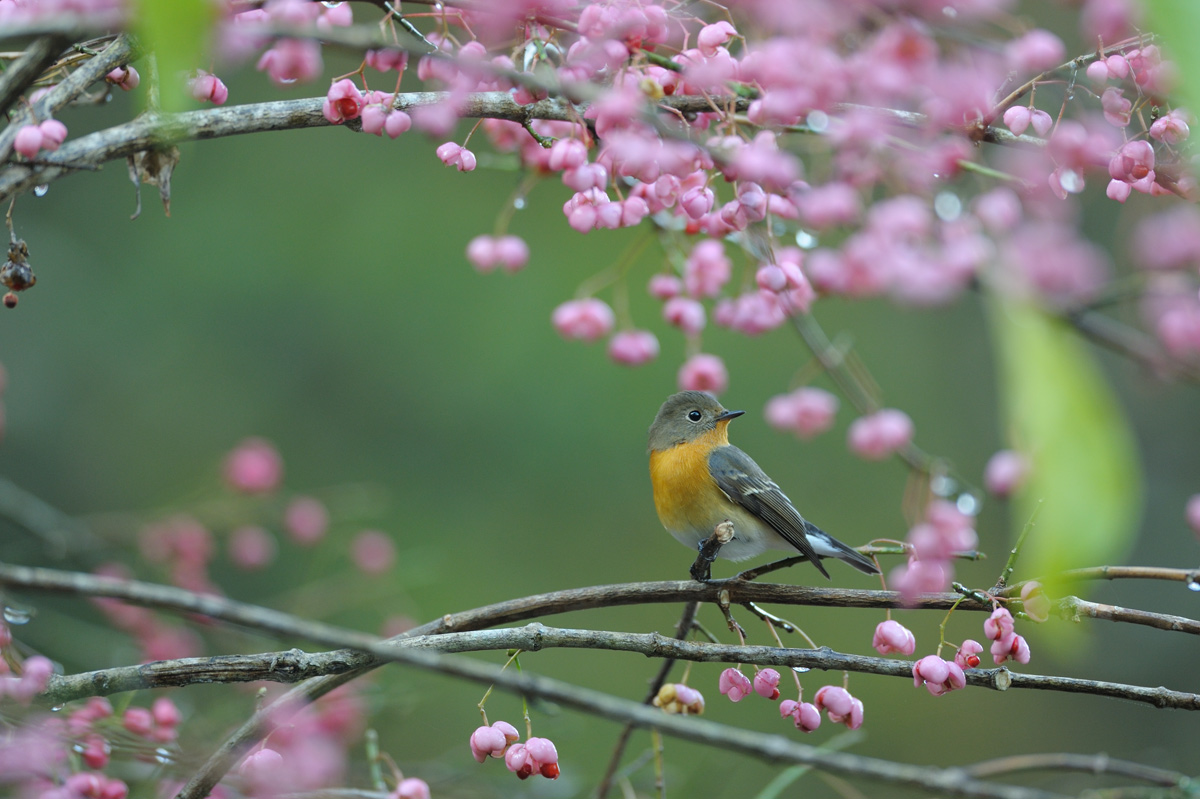 ２０１４年９月、１０月の鳥たち_a0039245_23392459.jpg