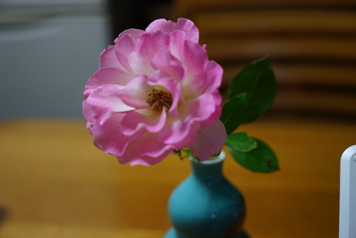 a0157047_53291.jpg