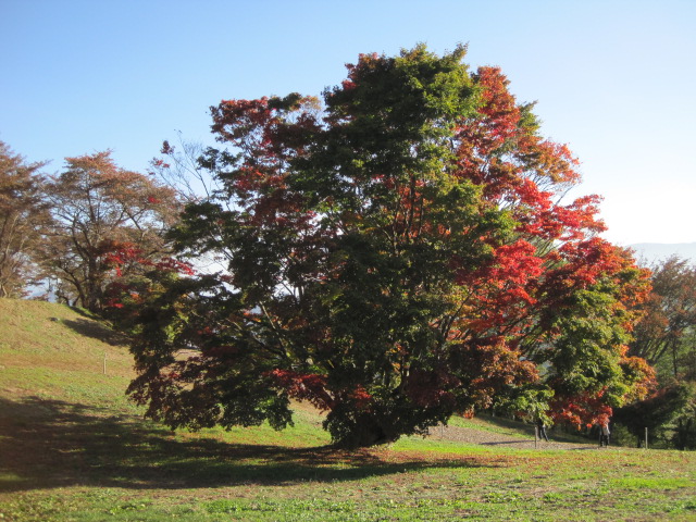 大峰高原の大カエデ2014_d0199351_9374045.jpg