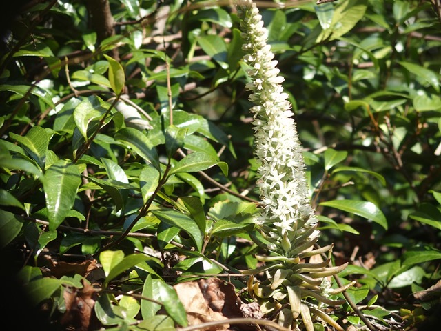 ツメレンゲ_b0227552_20083855.jpg