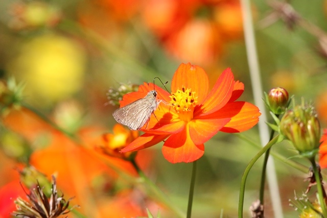 花の広場のチョウたち　（９月の在庫より）_d0266457_23331735.jpg