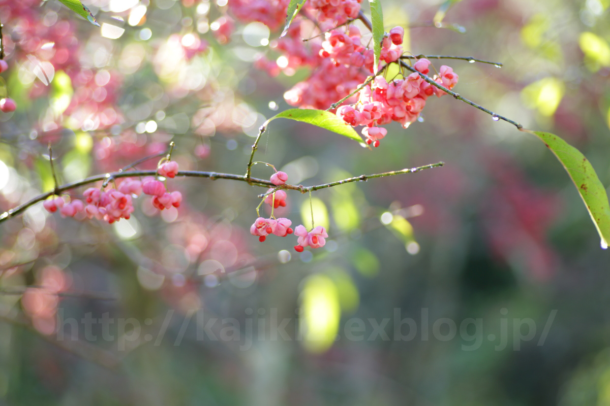 2014 秋　岡山県立森林公園　Vol.1_a0184859_19564693.jpg