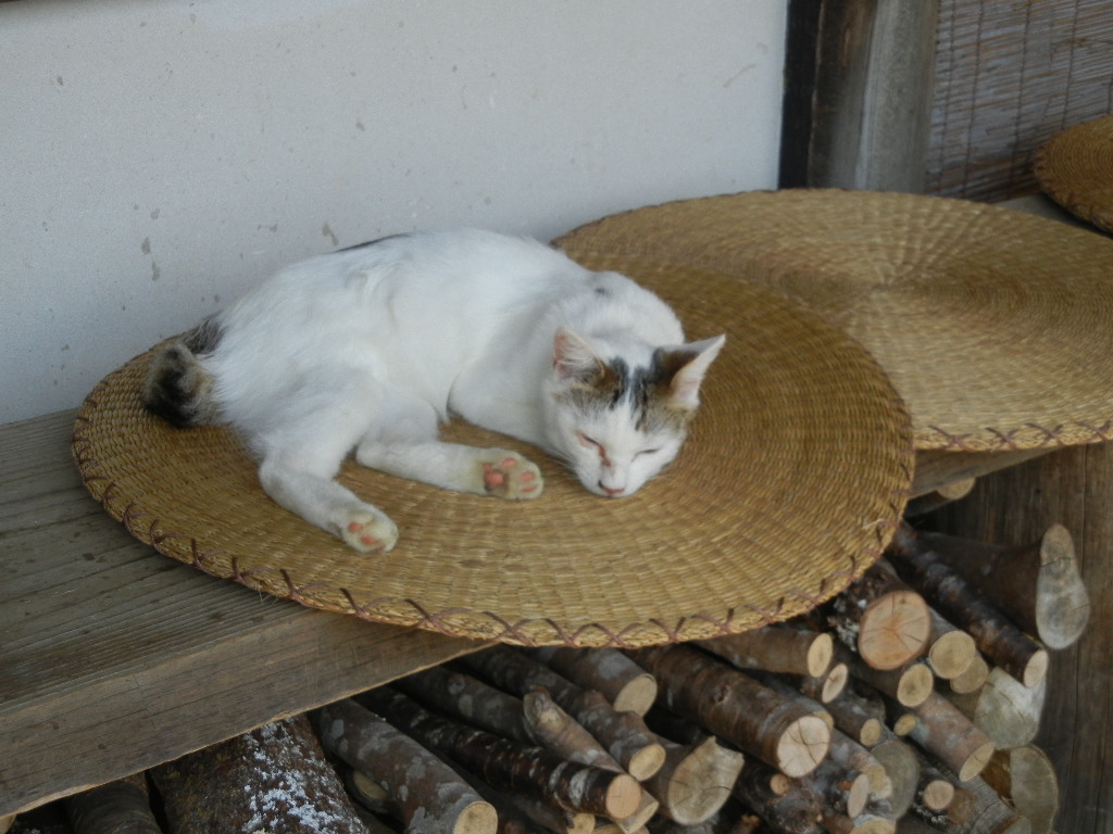 ’14,10,19(日)新蕎麦食べに行ったYO!_f0060461_20102772.jpg