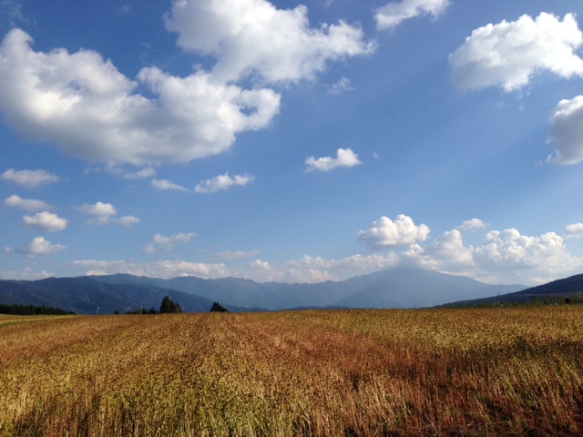 蕎麦の花　今_b0340777_11585131.jpg