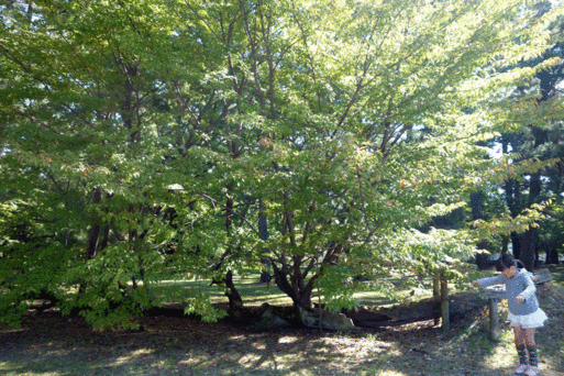 b0159780_2119522.gif