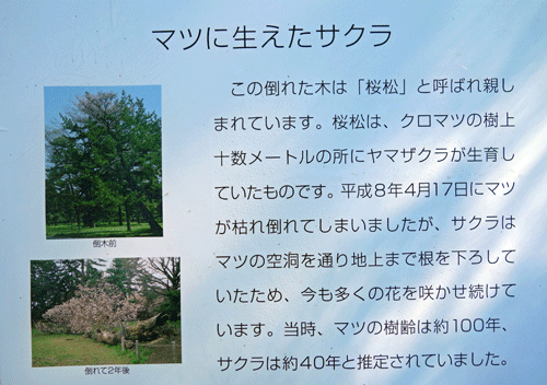 b0159780_21203588.gif
