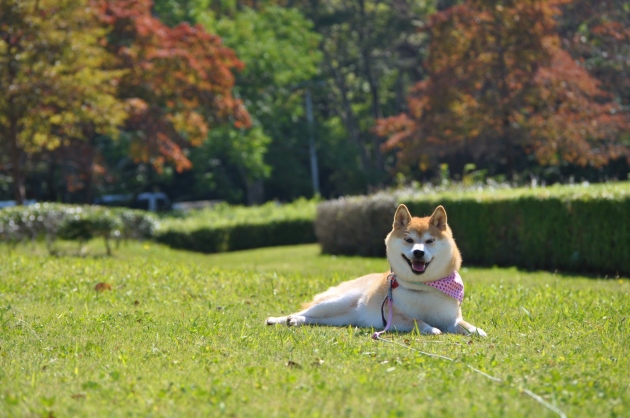 秋の一日_a0126590_14165976.jpg