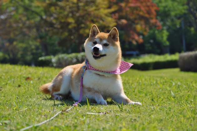 秋の一日_a0126590_14183152.jpg