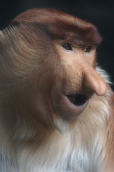 動物園にいた禅智内供_b0016600_19222385.jpg