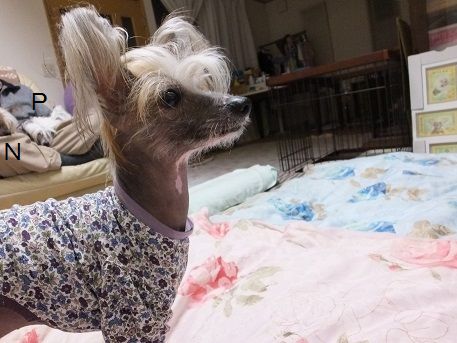 Resultado de imagen para 犬 chinese crested 噛み物