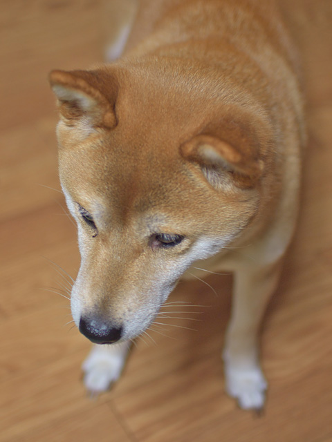マクロ撮影と露出倍数_a0285603_230568.jpg
