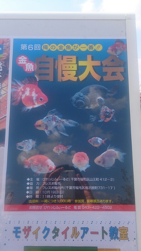 金魚自慢大会、見学。_b0298605_1401939.jpg