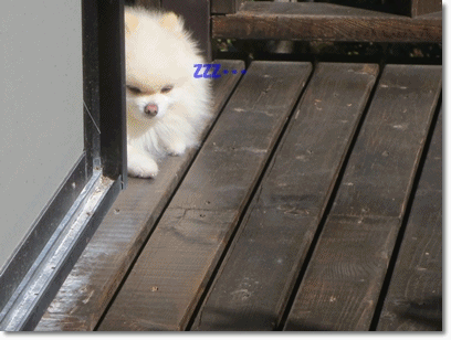 b0167519_16482458.gif